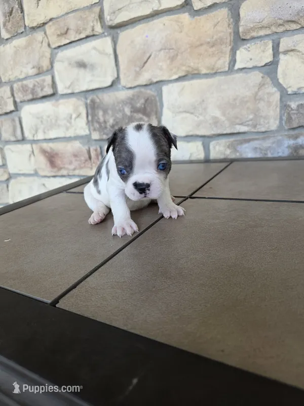 Mini – Frenchton puppy for sale in Buffalo, MO