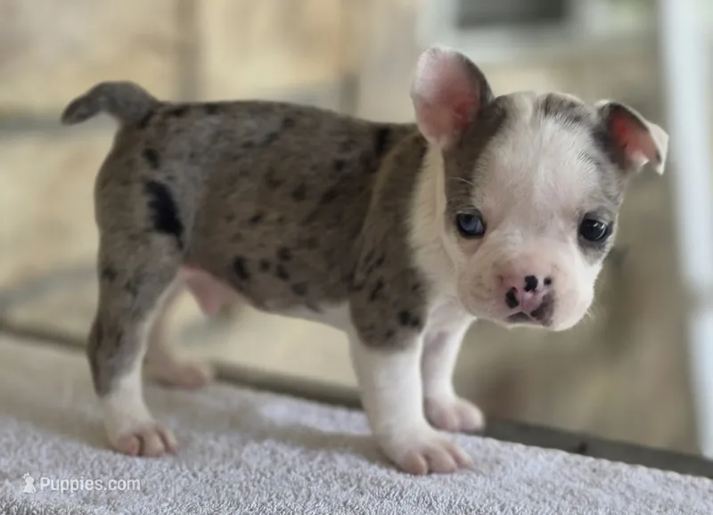 Bluey – Frenchton puppy for sale in Buffalo, MO
