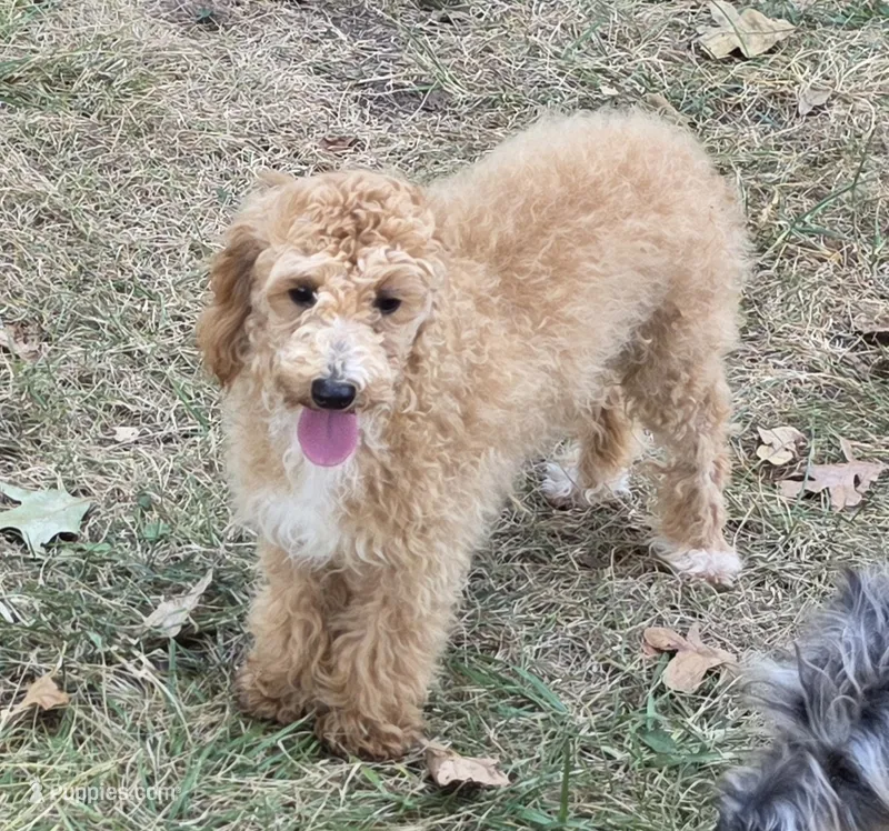 Marley – Poodle - Miniature  puppy for sale in Buffalo, MO