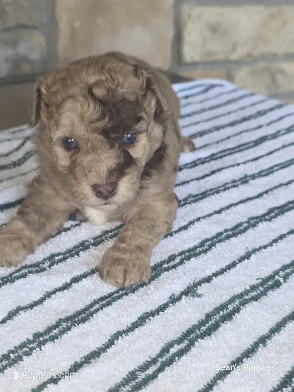 Cash – Pomapoo puppy for sale in Buffalo, MO