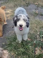 D, a male Poodle - Miniature  for sale in Buffalo, MO – 9 of 10