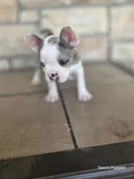 Pebbles , a male Frenchton for sale in Buffalo, MO – 10 of 10
