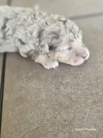 Teddy, a female Pomapoo for sale in Buffalo, MO – 3 of 6