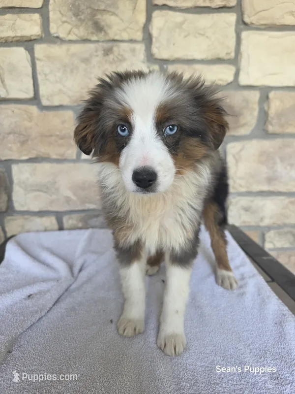 Bluey – Miniature Australian Shepherd puppy for sale in Buffalo, MO