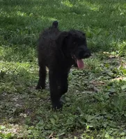 Shaggy, a female Giant Schnauzer for sale in Buffalo, MO – 4 of 10
