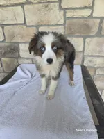 Bluey, a female Miniature Australian Shepherd for sale in Buffalo, MO – 5 of 7