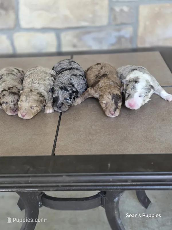 Teddy – Pomapoo puppy for sale in Buffalo, MO