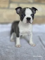 Annie, a female Frenchton for sale in Buffalo, MO – 3 of 6