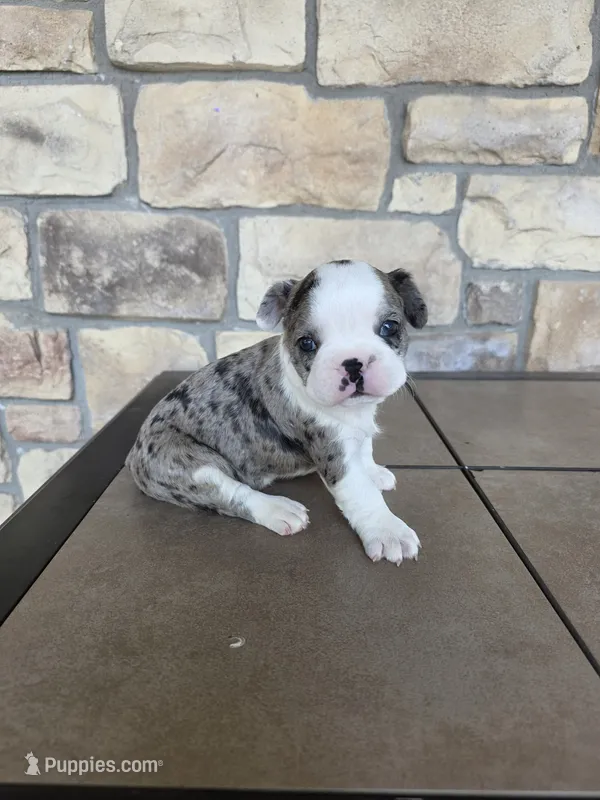 Maxi – Frenchton puppy for sale in Buffalo, MO
