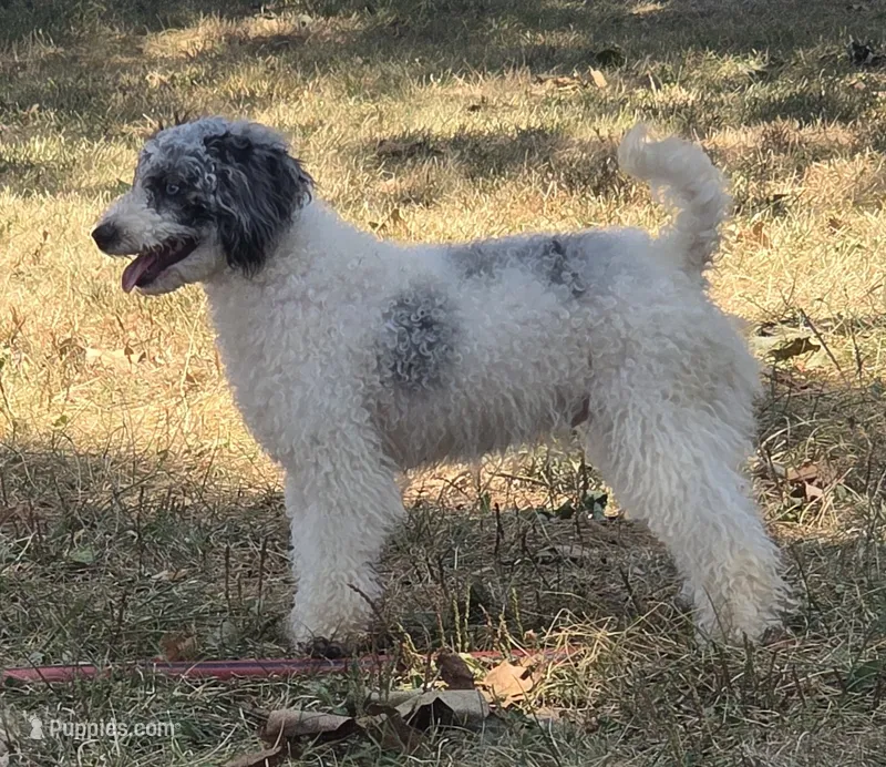 D – Poodle - Miniature  puppy for sale in Buffalo, MO