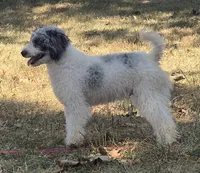D, a male Poodle - Miniature  for sale in Buffalo, MO – 1 of 10