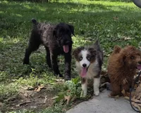 Flash, a female Miniature Australian Shepherd for sale in Buffalo, MO – 2 of 10