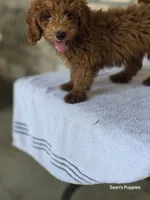 Red, a male Poodle - Miniature  for sale in Buffalo, MO – 8 of 10