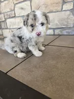 Checkers, a female Pomapoo for sale in Buffalo, MO – 5 of 7
