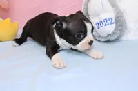 Chole, a female Boston Terrier for sale in Buffalo, MO – Photo 4 of 9