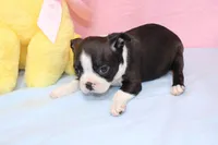 Chole, a female Boston Terrier for sale in Buffalo, MO – Photo 2 of 9