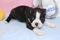 Chole, a female Boston Terrier for sale in Buffalo, MO – Photo 6 of 9