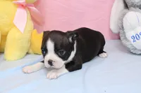 Chole, a female Boston Terrier for sale in Buffalo, MO – Photo 8 of 9