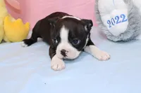 Chole, a female Boston Terrier for sale in Buffalo, MO – Photo 5 of 9