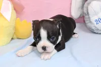 Chole, a female Boston Terrier for sale in Buffalo, MO – Photo 9 of 9