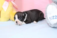 Chole, a female Boston Terrier for sale in Buffalo, MO – Photo 3 of 9