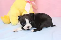 Chole, a female Boston Terrier for sale in Buffalo, MO – Photo 7 of 9