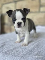 Annie, a female Frenchton for sale in Buffalo, MO – 5 of 6