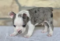 Bluey, a male Frenchton for sale in Buffalo, MO – 9 of 9