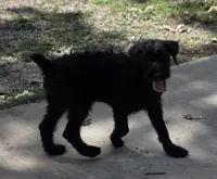 Shaggy, a female Giant Schnauzer for sale in Buffalo, MO – 2 of 10