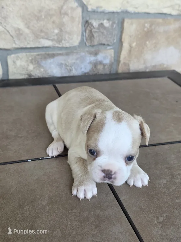 Milly – Frenchton puppy for sale in Buffalo, MO