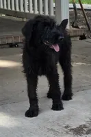 Shaggy, a female Giant Schnauzer for sale in Buffalo, MO – 3 of 10