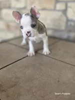 Pebbles, a male Boston Terrier and French Bulldog for sale in Buffalo, MO – 6 of 7