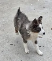 Flash, a female Miniature Australian Shepherd for sale in Buffalo, MO – 7 of 10