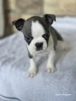Annie, a female Frenchton for sale in Buffalo, MO – 4 of 6