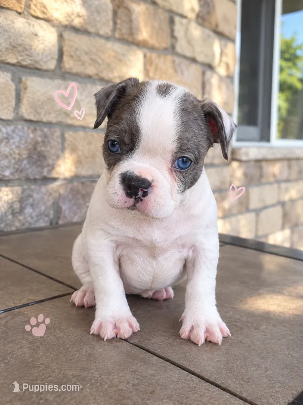 Mini – Frenchton puppy for sale in Buffalo, MO