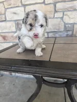 Checkers, a female Pomapoo for sale in Buffalo, MO – 3 of 7