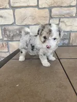 Checkers, a female Pomapoo for sale in Buffalo, MO – 6 of 7