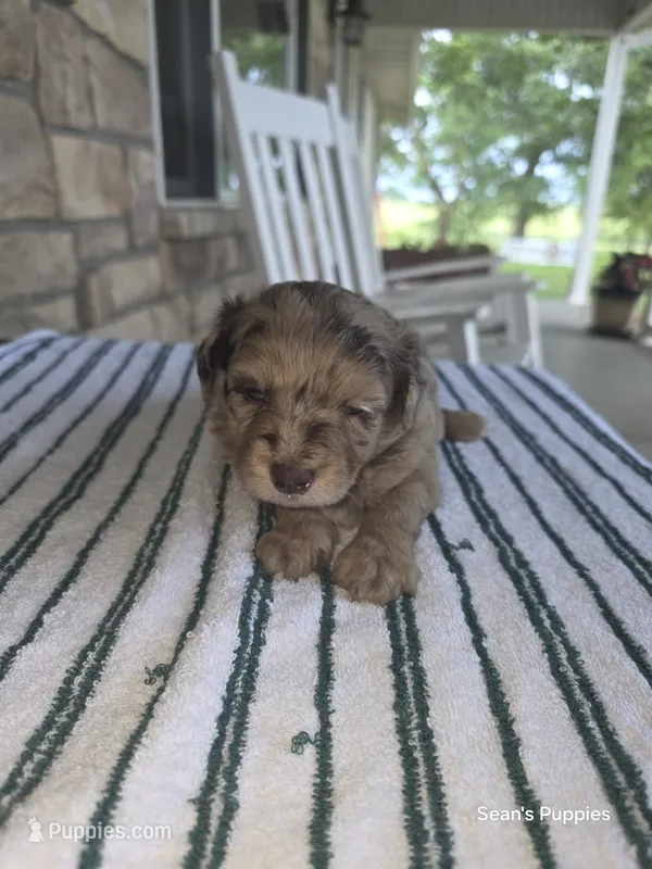 Maggie  – Pomapoo puppy for sale in Buffalo, MO