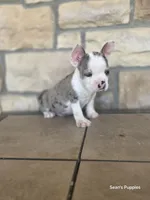 Pebbles , a male Frenchton for sale in Buffalo, MO – 7 of 10