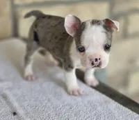 Bluey, a male Frenchton for sale in Buffalo, MO – 2 of 9