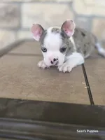 Pebbles , a male Frenchton for sale in Buffalo, MO – 3 of 10
