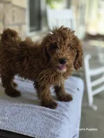 Red, a male Poodle - Miniature  for sale in Buffalo, MO – 3 of 10