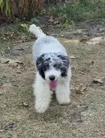 D, a male Poodle - Miniature  for sale in Buffalo, MO – 6 of 10