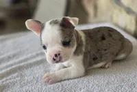 Bluey, a male Frenchton for sale in Buffalo, MO – 4 of 9