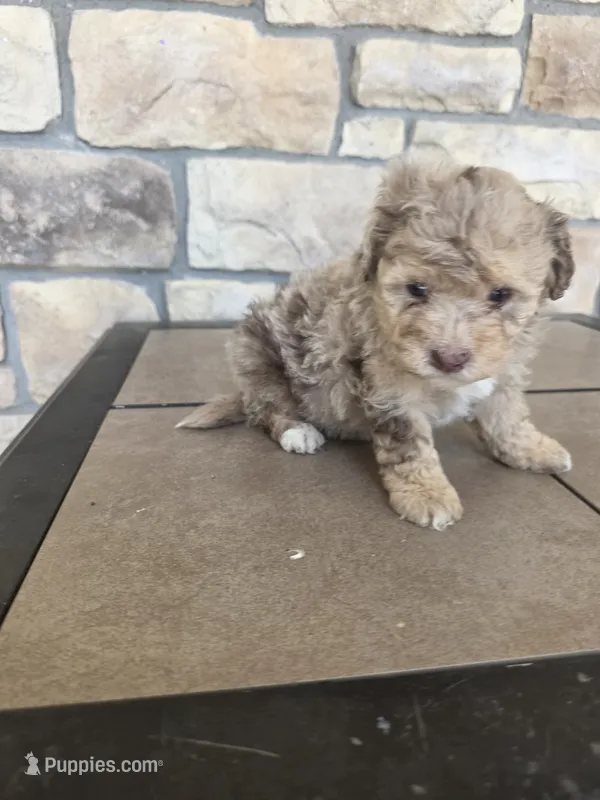 Teddy – Pomapoo puppy for sale in Buffalo, MO