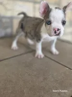 Pebbles , a male Frenchton for sale in Buffalo, MO – 9 of 10