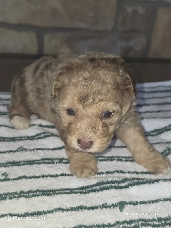 Teddy – Pomapoo puppy for sale in Buffalo, MO