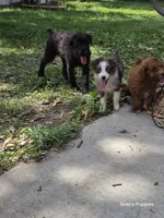 Flash, a female Miniature Australian Shepherd for sale in Buffalo, MO – 4 of 10