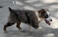 Flash, a female Miniature Australian Shepherd for sale in Buffalo, MO – 6 of 10