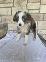 Bluey, a female Miniature Australian Shepherd for sale in Buffalo, MO – 6 of 7